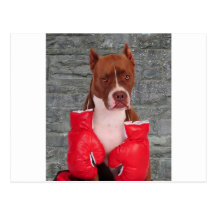 Pitbull Boxer Postcard