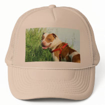 Pitbull cap mesh hats