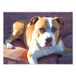 Pitbull dog art photo