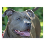 Pitbull Dog Photo