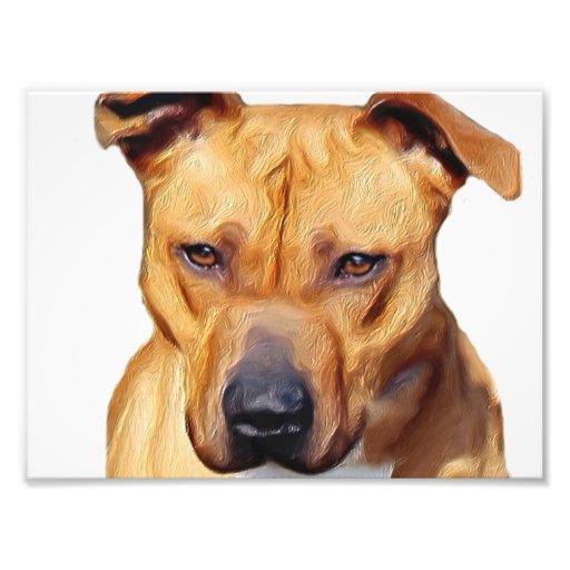 Pitbull dog art photo