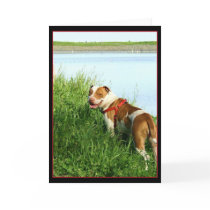 Pitbull greeting card