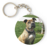 Pitbull keychain