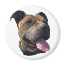 Pitbull magnet