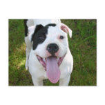 Pitbull Postcard