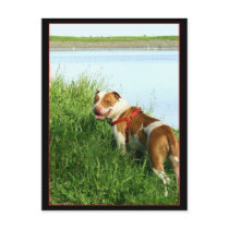Pitbull postcard