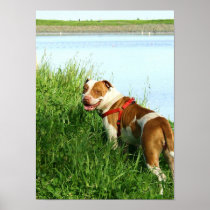 Pitbull poster