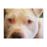 Pitbull Puppy Dog Eyes Art Photography postcards