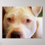 Pitbull Puppy Dog Eyes Art Photography posters