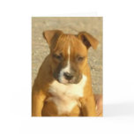 Pitbull puppy greeting card