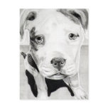 Pitbull Puppy in pencil 2  by Jacob Grimm postcards