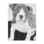 Pitbull Puppy in pencil 3 by Jacob Grimm postcards