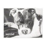 Pitbull Puppy in pencil 4 by Jacob Grimm postcards