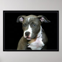 Pitbull puppy poster