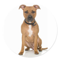 Pitbull Sticker