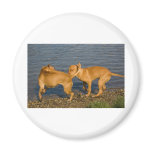 pitbulls in love refrigerator magnets