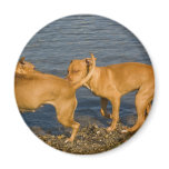 pitbulls in love refrigerator magnets