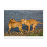 pitbulls in love postcards