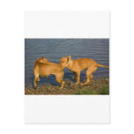 pitbulls in love postcard
