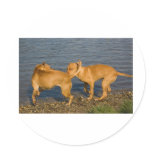pitbulls in love round sticker