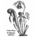 Pitcher Plant Botanical Art t-shirts
