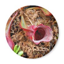 Pitcher Plant & Venus Fly Trap Magnet