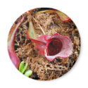Pitcher Plant & Venus Fly Trap magnets
