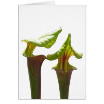 Pitcher Plants Greeting Card