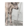 Pitchfork and Red Angus Calf Post Cards