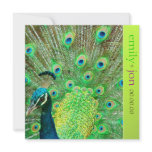 PixDezines Proud Peacock Feather for longevity invitations