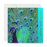 PixDezines Proud Peacock Feather for longevity invitations