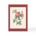 PJ Redoute - Rosa centifolia prolifera foliacea cards