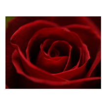 Placidly Red Postcard