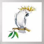 Placido Parrot posters