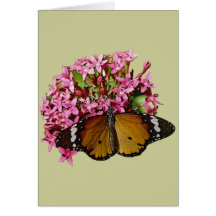 Plain Tiger Butterfly Cards