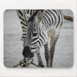 Plains Zebra Mousepad