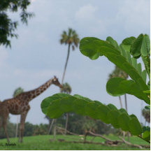 Plant and blue sky with giraffes in the background photo cutout