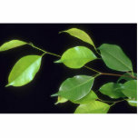 Plant Benjamina Photo Sculptures