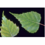 Plant Birch Cut Outs