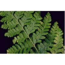 Plant Leather Fern Cut Out