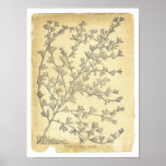 Plant of Japan Clover Poster / Print