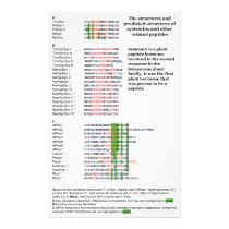 Plant Peptide Hormone Systemin Structure Diagram Photograph