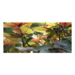 PLANT RACK CARD