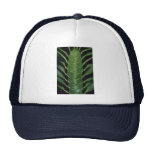 Plant Tree Euphorbia Hats