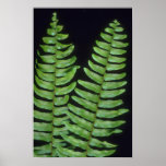 Plant Twin Peaks Posters