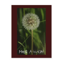 Plants and Water Imagery Postcard
