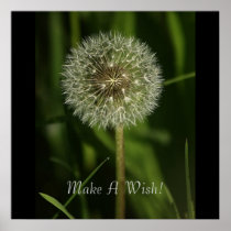 Plants and Water Imagery Poster