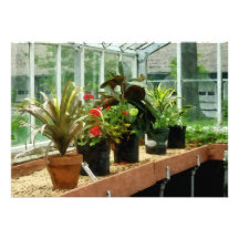 Plants in Greenhouse Personalized Invitation