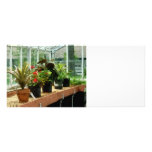 Plants in Greenhouse Rack Card Template