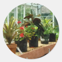 Plants in Greenhouse Sticker